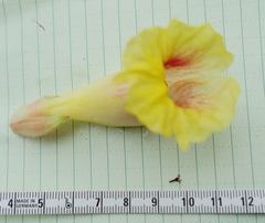 Costus sepacuitensis