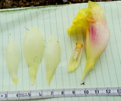Costus sepacuitensis