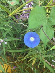 Ipomoea hederacea