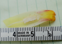 Costus sepacuitensis