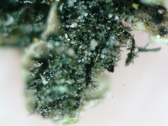 Physconia enteroxantha