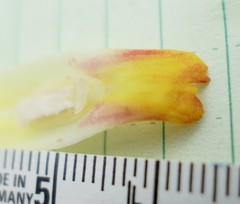 Costus sepacuitensis