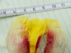 Costus sepacuitensis
