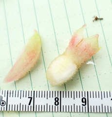 Costus sepacuitensis