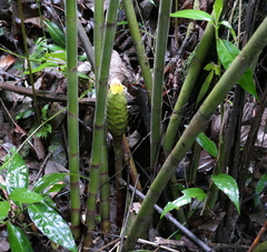 Costus sepacuitensis