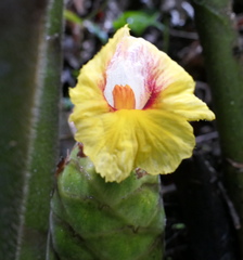 Costus sepacuitensis