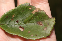 Phyllonorycter froelichiella
