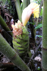 Costus sepacuitensis