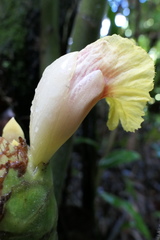 Costus sepacuitensis