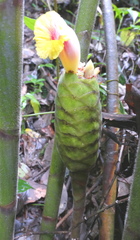 Costus sepacuitensis