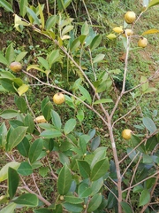 Camellia oleifera