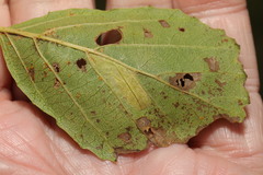 Phyllonorycter froelichiella