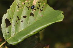Caloptilia elongella
