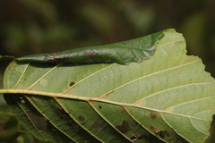 Caloptilia elongella