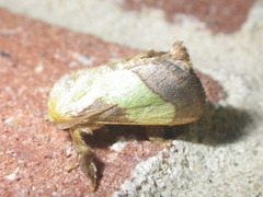 Parasa chloris
