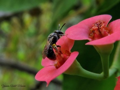 Lasioglossum