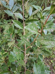 Camellia sinensis