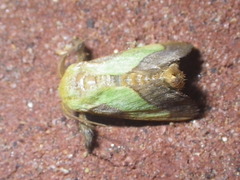 Parasa chloris