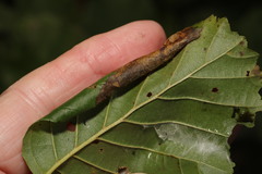 Caloptilia elongella