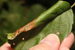Caloptilia elongella