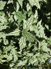 Lamium galeobdolon flavidum