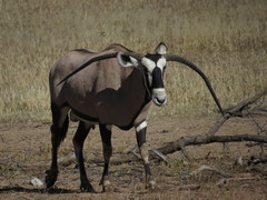 Oryx gazella