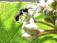 Hylaeus