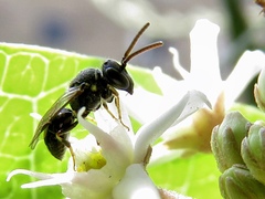 Hylaeus