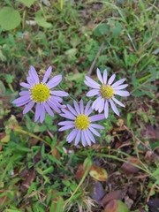 Aster indicus