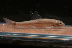 Garra