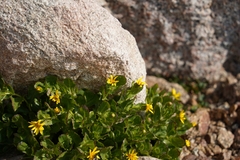 Senecio fremontii