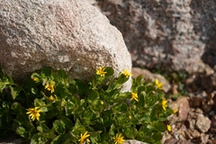Senecio fremontii
