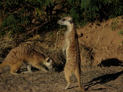 Suricata suricatta