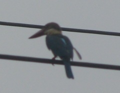 Pelargopsis capensis capensis