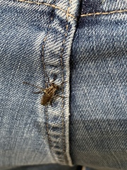 Heteropogon macerinus