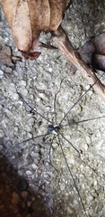 Oligolophus tienmushanensis