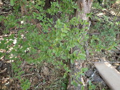 Afrocanthium gilfillanii