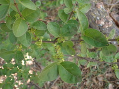 Afrocanthium gilfillanii