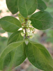 Afrocanthium gilfillanii