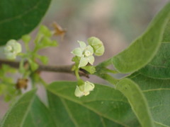 Afrocanthium gilfillanii