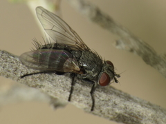 Graphogaster vestita