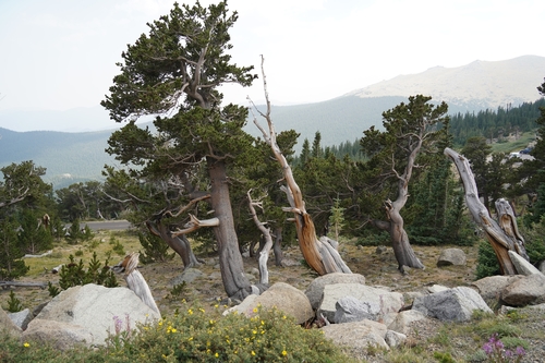 Rocky Mountain bristlecone pine