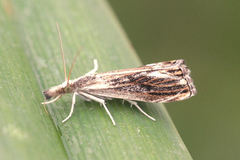 Catoptria verellus