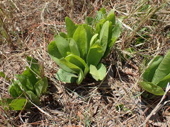 Pygmaeothamnus zeyheri