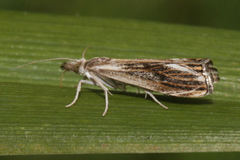 Catoptria verellus