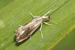 Catoptria verellus