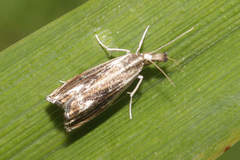 Catoptria verellus