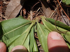 Pygmaeothamnus zeyheri