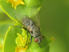 Graphogaster vestita
