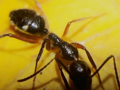 Camponotus sexguttatus